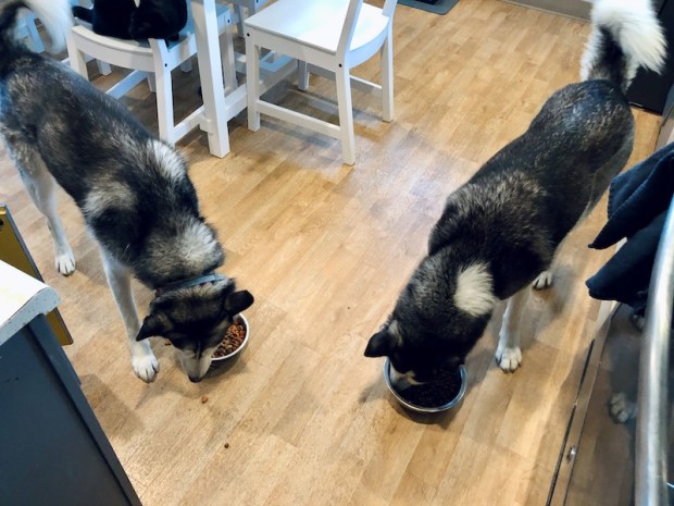 Two huskies eating food together