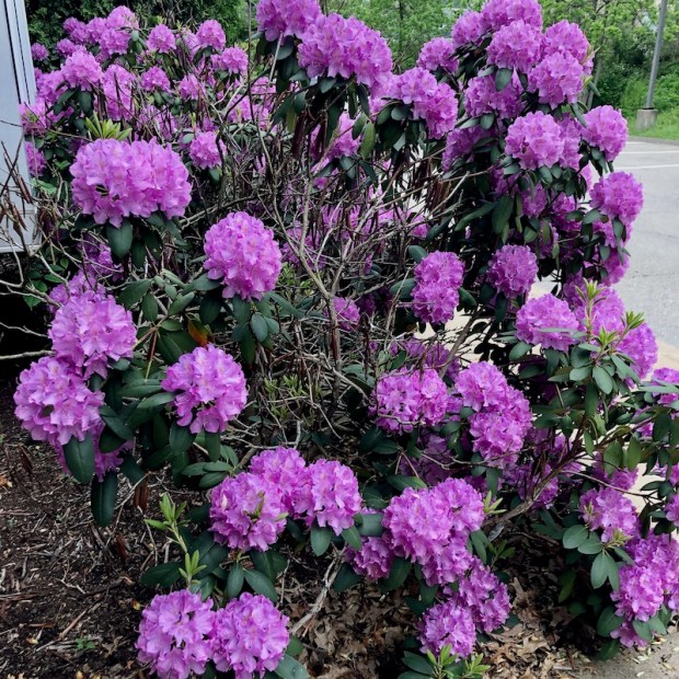 Beautiful purple flowers