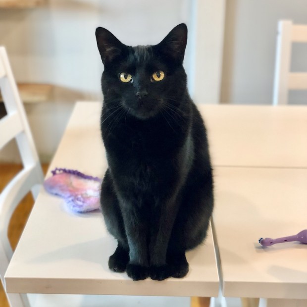 Black cat sitting on table