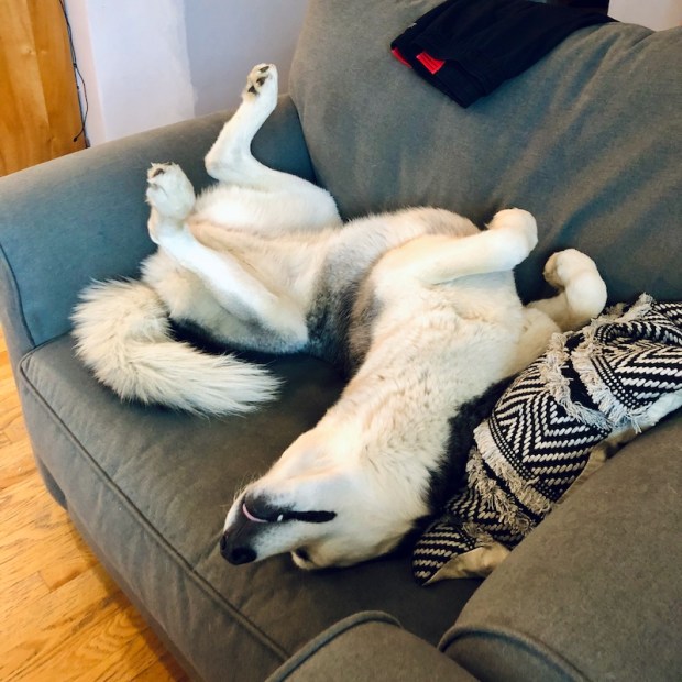 Siberian husky laying on couch