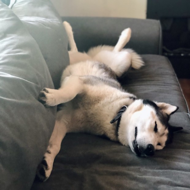 Black and white Siberian husky sleeping on couch 