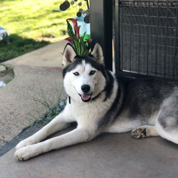 Black and white Siberian husky sitting on porch