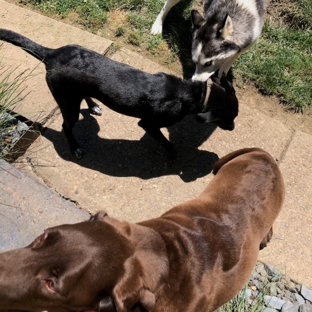 Husky and two labradors