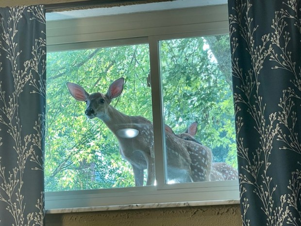 Deer looking through house window