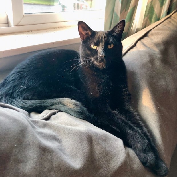 Black cat sitting on couch