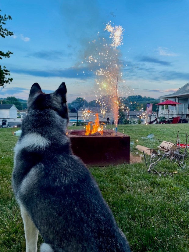 Siberian husky watching fireworks