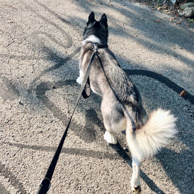Siberian husky on a leash for a walk