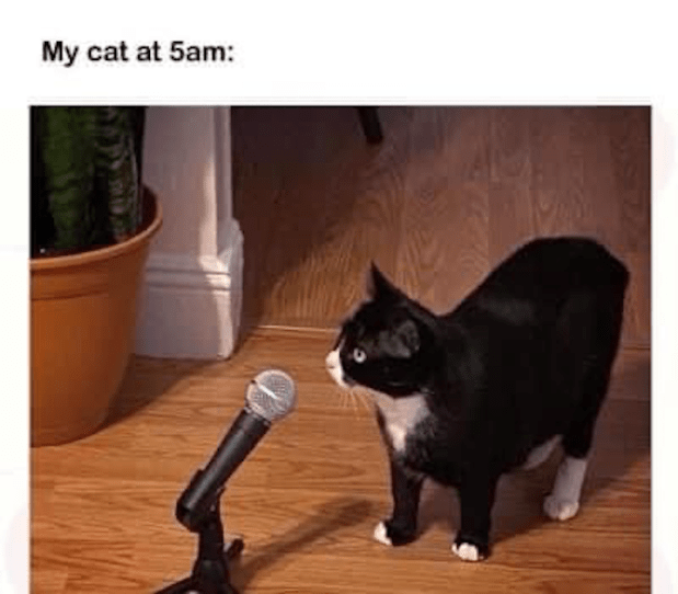 Funny cat meme