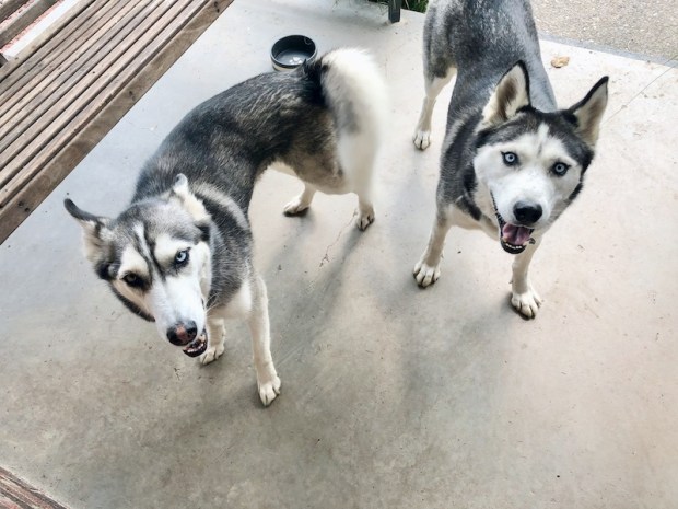 Two Siberian huskies standing together