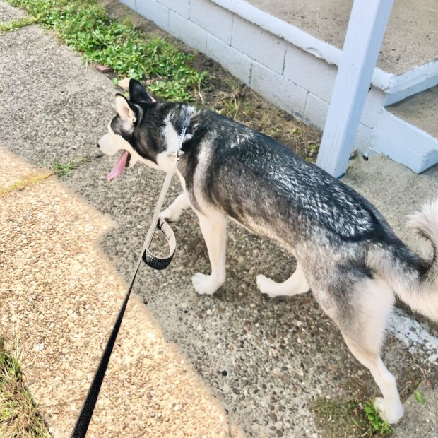 Black and white Siberian husky on a walk
