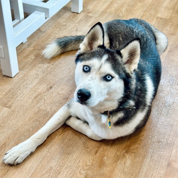 Black and white Siberian husky with blue eyes
