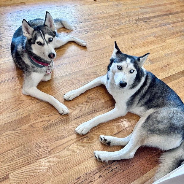 Two Siberian huskies sitting on floor by each other