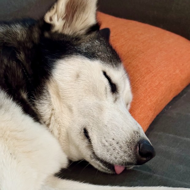 Husky sleeping with tongue out