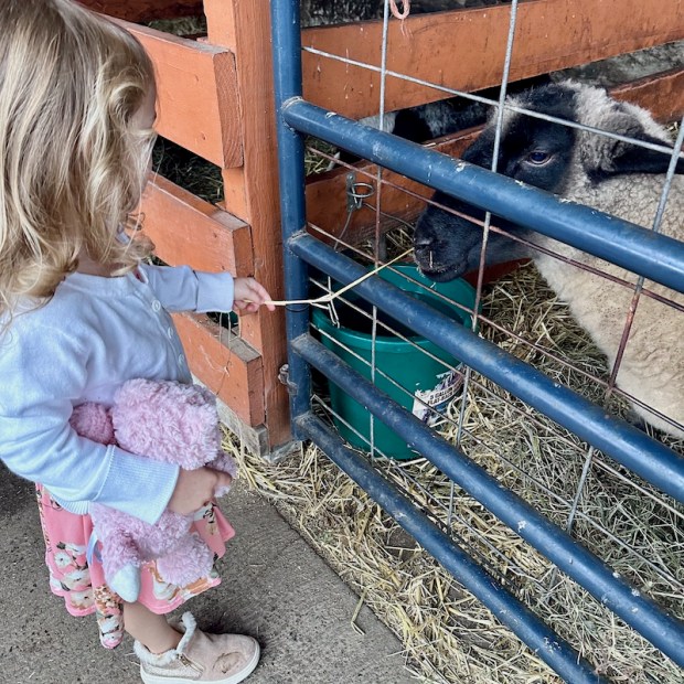 Preschooler feeding a lamb hay