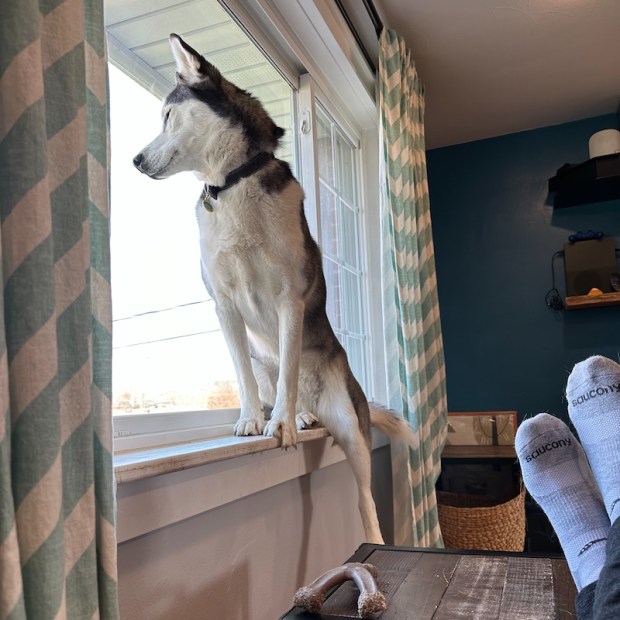 Siberian husky sitting in window