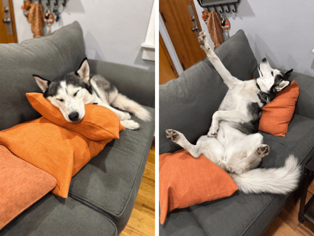 Siberian husky sleeping on back on couch