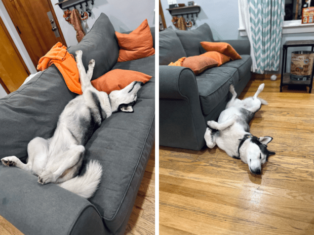 Siberian husky sleeping on back