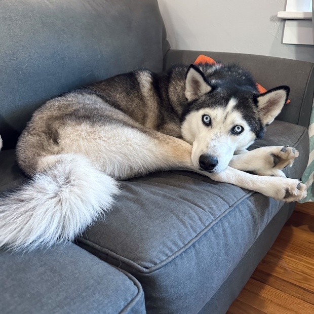 Black and white Siberian husky sitting on couch