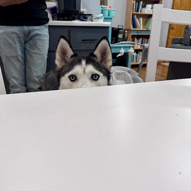 Siberian husky peeking behind table to watch owner eat