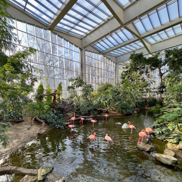 Flamingos at National Aviary in Pittsburgh, PA
