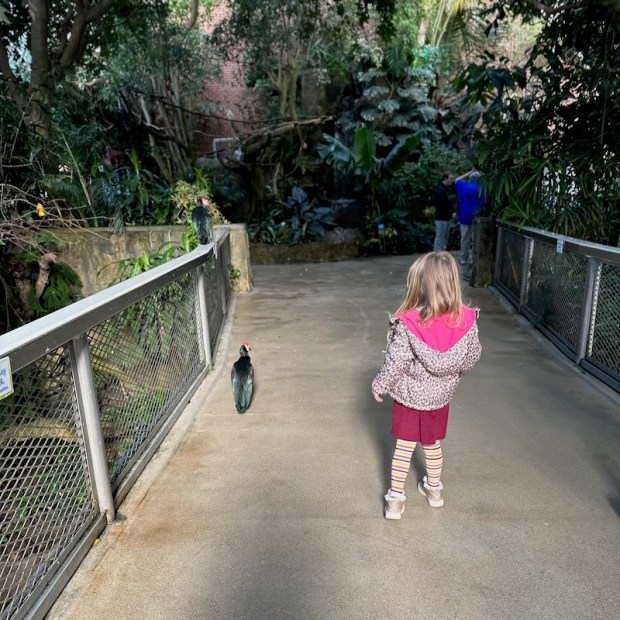 Young girl walking with bird at Aviary in Pittsburgh 