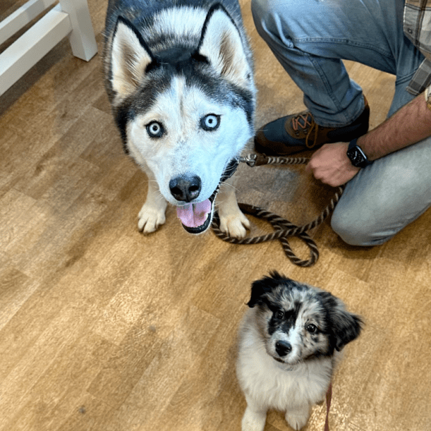 Siberian Husky and Australian shepherd