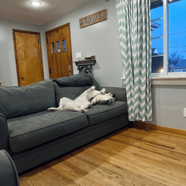 Siberian husky laying on couch