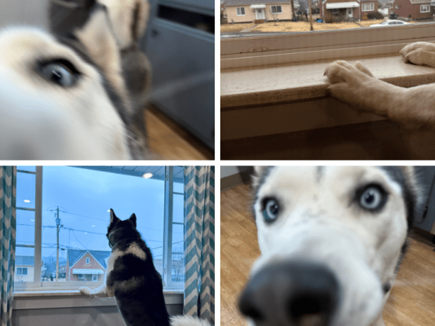 Random shots of a Siberian husky