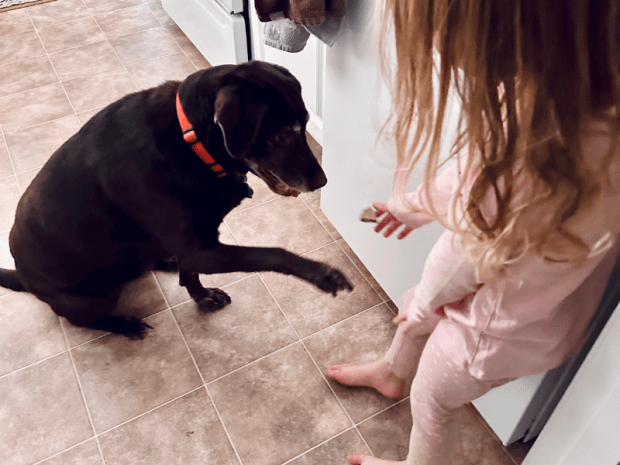 Girl shaking chocolate lab's paw