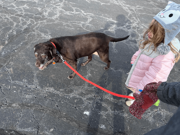 Young girl walking chocolate lab