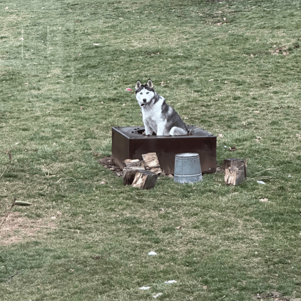 Siberian Husky sitting in fire pit