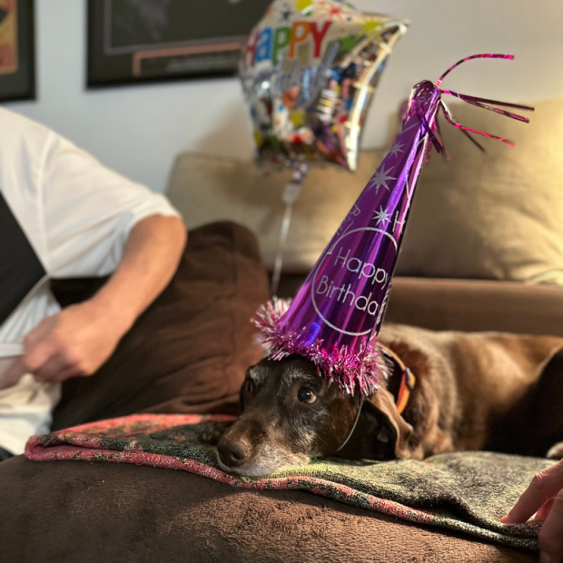 Chocolate lab wearing birthday hat