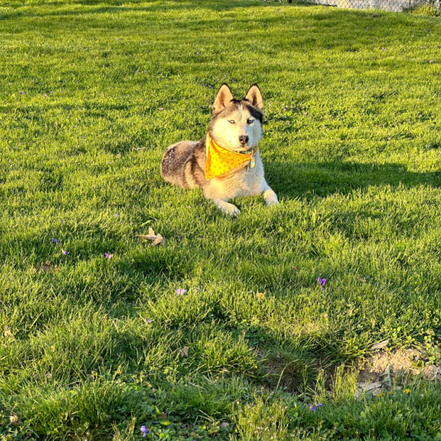 Black and white Siberian husky sitting in grass 