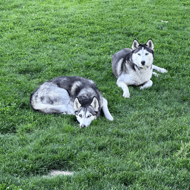 Two huskies sitting in grass
