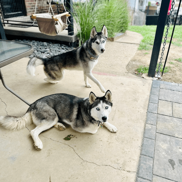 Two Siberian huskies sitting outside
