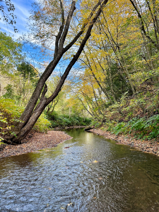 Fall at creek on Panhandle trail