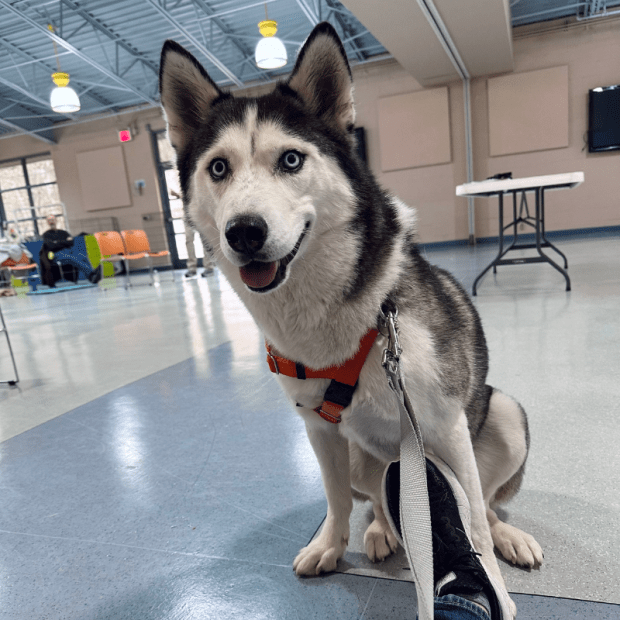 Siberian husky at training class