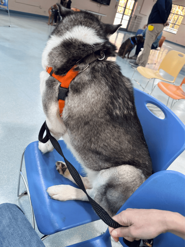 Siberian husky sitting in chair