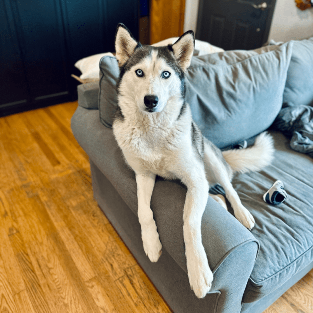 Siberian Husky sitting on couch