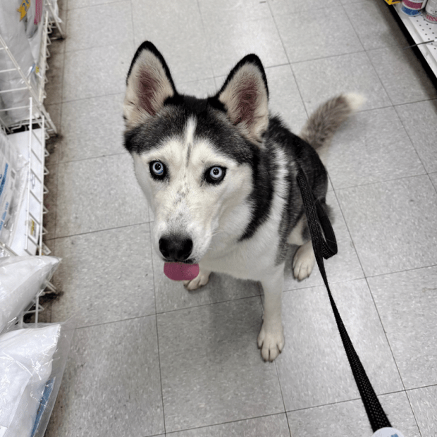 Siberian husky in craft store