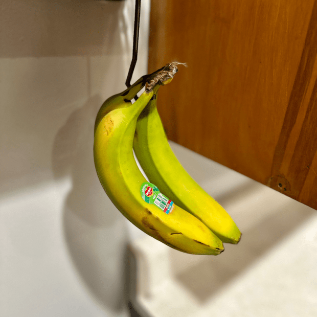 Green bananas on a hook
