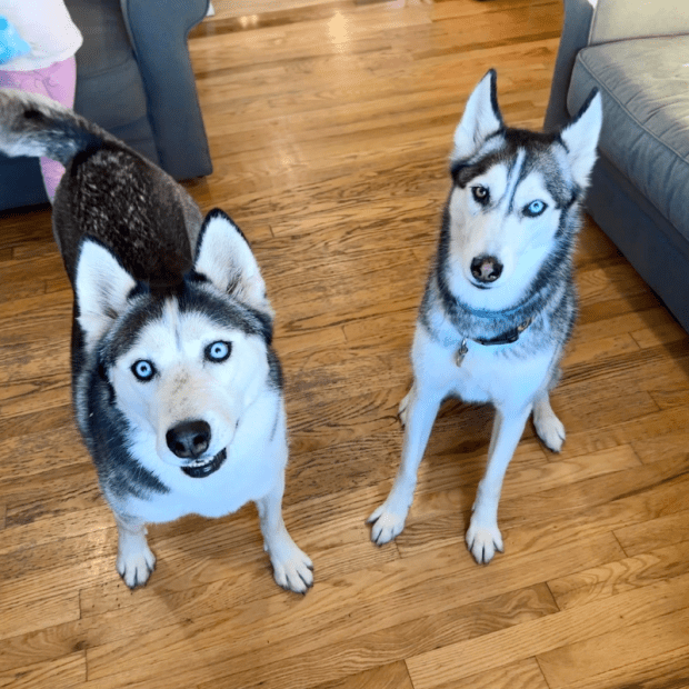 Siberian huskies sitting together in living room