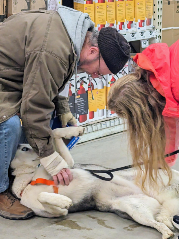 Husky being pet in Home Depot