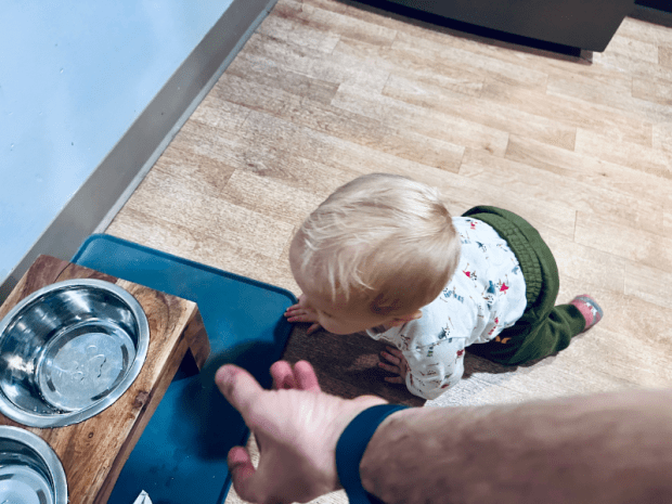 Baby crawling after dog dish