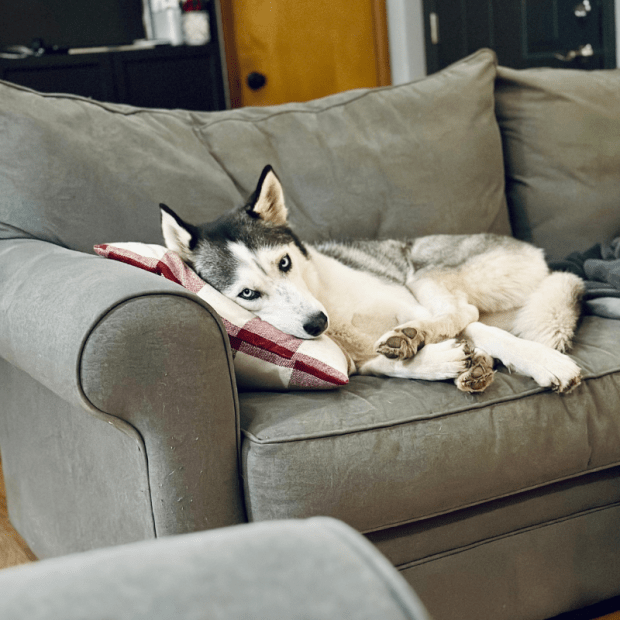 Siberian husky laying head on pillow on couch