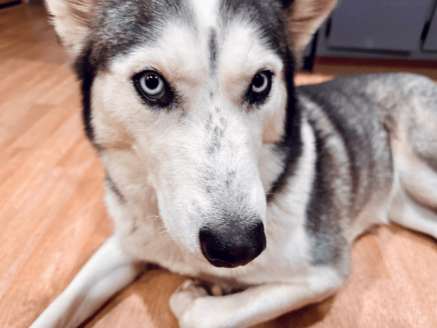 Close up of Siberian husky laying on floor