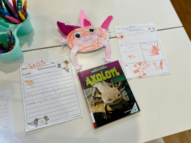 Axolotl craft and research project