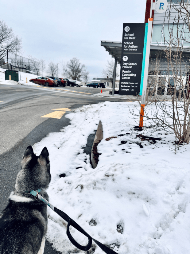 Dog at school for therapy visit
