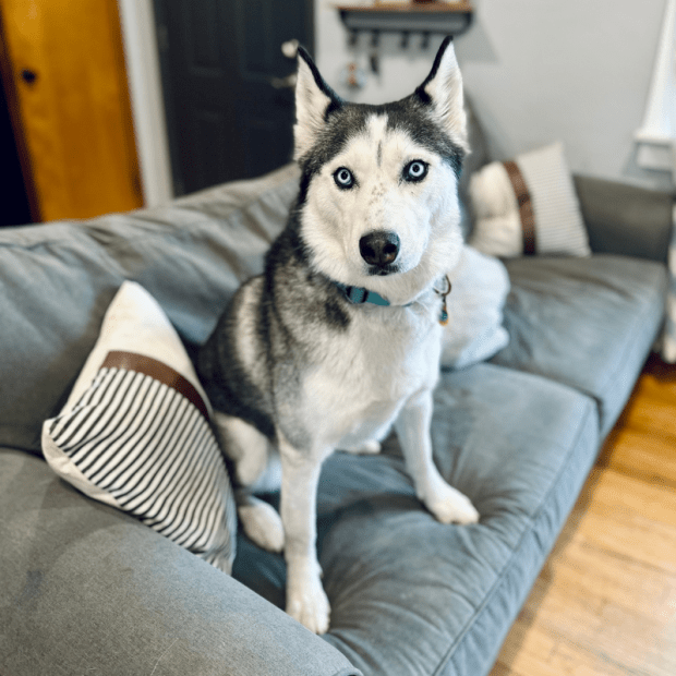 Black and white Siberian husky sitting on couch