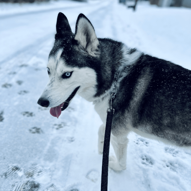 Siberian Husky on a walk in the snow